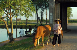 Excursion en milieu rural de Bavi à Duong Lam